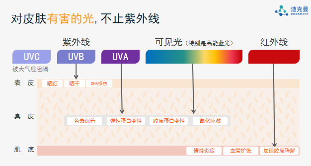 迪克曼生物再添新原料备案：王浆酸神经酰胺(OP)，取得抗光老化新突破！(图4)