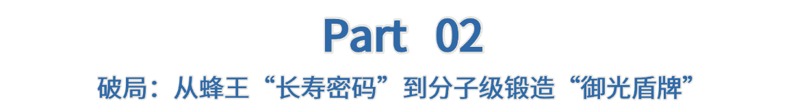 迪克曼生物再添新原料备案：王浆酸神经酰胺(OP)，取得抗光老化新突破！(图5)