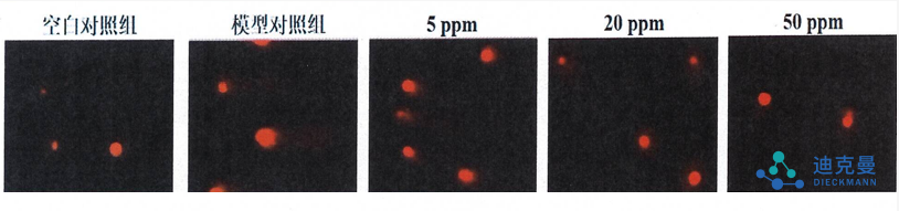 迪克曼生物再添新原料备案：王浆酸神经酰胺(OP)，取得抗光老化新突破！(图8)